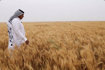 العراق يعتمد بذورا غير معدلة وراثيا ويشدد الرقابة على الإنتاج الزراعي