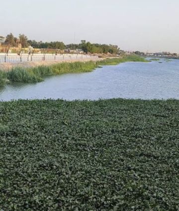العراق يخصص 5 مليارات دينار لإزالة زهرة النيل من الأنهار العراق يخصص 5 مليارات دينار لإزالة زهرة النيل من الأنهار