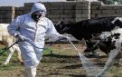 الصحة تعلن تسجيل 313 إصابة بالحمى النزفية و24 وفاة منذ بداية العام الجاري