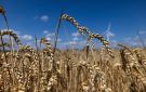 القمح يسجل أكبر مكاسب منذ أسبوعين وسط تعثر محادثات البحر الأسود