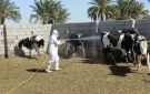 العراق يسجل 145 إصابة و9 وفيات بالحمى النزفية خلال 2026