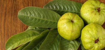 فوائد مذهلة ومتعددة للجوافة تعرف إليها!