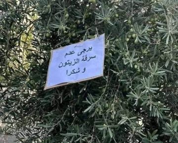 موسم الزيتون في إربد.. الإنتاج يتراجع والسرقات تتزايد