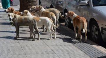 وزير الإدارة المحلية: عدد الكلاب الموجودة في الأردن تجاوز المليون