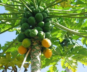 الأغوار الشمالية تتجه نحو الزراعات الاستوائية لتنويع الإنتاج وزيادة العائد