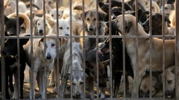 الأردن.. خطة حكومية لمعالجة ظاهرة الكلاب الضالة خلال 3 سنوات