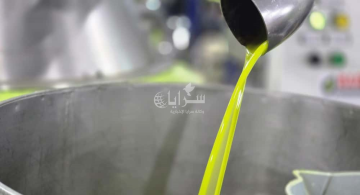 تنكة الزيت تقفز إلى 140 دينارا .. مزارعو عجلون يواجهون الموسم الأضعف منذ 40 عاما - فيديو  تنكة الزيت تقفز إلى 140 دينارا .. مزارعو عجلون يواجهون الموسم الأضعف منذ 40 عاما - فيديو