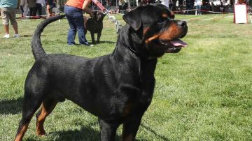 كلبان يفتكان بطفل داخل مركز رعاية في جورجيا كلبان يفتكان بطفل داخل مركز رعاية في جورجيا