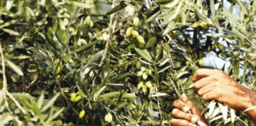 مادة كيميائية في الزيتون تقي من أمراض الدماغ والذاكرة مادة كيميائية في الزيتون تقي من أمراض الدماغ والذاكرة