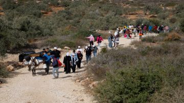 هيئة الجدار والاستيطان: توثيق 165 اعتداء على قاطفي الزيتون في أسبوعين