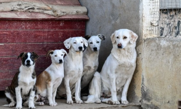 سؤال نيابي لحسان عن (الكلاب الضالة)