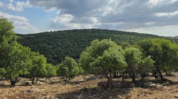 دعوات في عجلون لاستثمار الأراضي غير المستغلة وتعزيز التنمية الزراعية المستدامة دعوات في عجلون لاستثمار الأراضي غير المستغلة وتعزيز التنمية الزراعية المستدامة