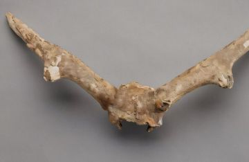 علماء يكشفون أصل غزال كندي قديم