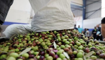 وزارة الزراعة توقف تصدير الزيتون الأخضر بسبب تراجع الإنتاج هذا الموسم وزارة الزراعة توقف تصدير الزيتون الأخضر بسبب تراجع الإنتاج هذا الموسم