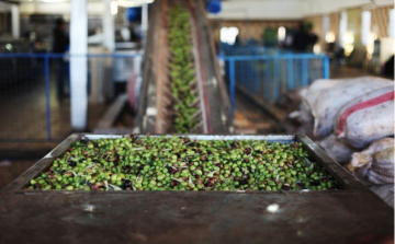 زراعة الكورة: تشغيل معاصر الزيت منتصف الشهر وضمان إنتاج زيت عالي الجودة زراعة الكورة: تشغيل معاصر الزيت منتصف الشهر وضمان إنتاج زيت عالي الجودة