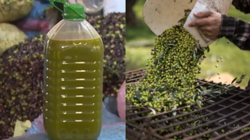 كم مقدار زكاة الزيتون وكيفية إخراجها؟ الإفتاء الأردنية توضح