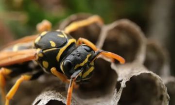 دبور يقتل جنديا إسرائيليا في الجولان بلسعة واحدة