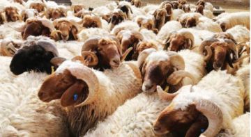 وزير الزراعة: توازن التصدير والاستهلاك يحافظ على استقرار أسعار اللحوم