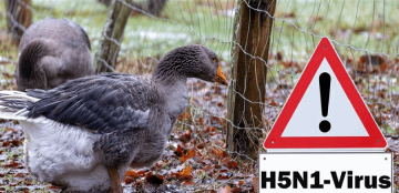 إعدام 400 ألف طائر لكبح إنفلونزا الطيور إعدام 400 ألف طائر لكبح إنفلونزا الطيور