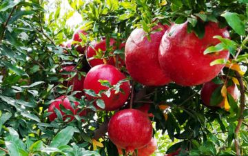 موسم الرمان في لواء الكورة يعزز التنمية الاقتصادية الريفية