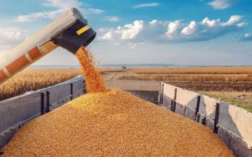 الأردن يطرح عطاءا لشراء 120 ألف طن من القمح