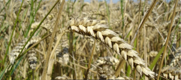 وزارة الصناعة والتجارة تطرح عطاء لشراء 100 120 ألف طن قمح