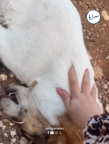 جبت لك أكل قومي .. صرخات سيدة تدمي القلوب بعد عثورها على كلبتها مقتولة في إربد .. فيديو  جبت لك أكل قومي .. صرخات سيدة تدمي القلوب بعد عثورها على كلبتها مقتولة في إربد .. فيديو