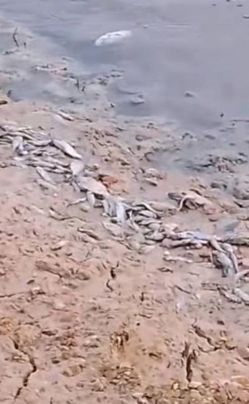 البيئة عن نفوق أسماك في سد الموجب: سنأخذ عينات لفحصها