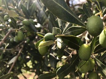 زراعة جرش تواصل حملاتها التوعوية بمناسبة يوم القطاف الوطني زراعة جرش تواصل حملاتها التوعوية بمناسبة يوم القطاف الوطني