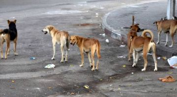 تفاعل واسع مع مقترح تعويض المتعرضين لعقر الكلاب الضالة بـ5 آلاف دينار