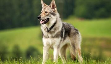 وفاة شاب السعار بعد شهرين من عضة كلب ضال في المفرق