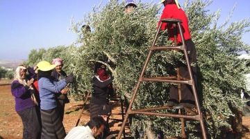 موسم الزيتون مبشر واستقرار متوقع في الأسعار موسم الزيتون مبشر واستقرار متوقع في الأسعار