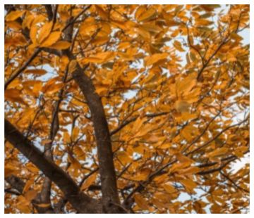 طقس خريفي يرافق عطلة نهاية الأسبوع طقس خريفي يرافق عطلة نهاية الأسبوع