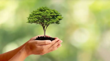 الجزائر .. غرس 1.3 مليون شجرة خلال 24 ساعة