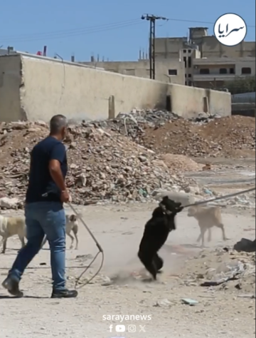 صدمة للأردنيين .. أمانة عمان تعيد الكلاب الضالة إلى الشوارع بعد التعقيم والختم .. فيديو