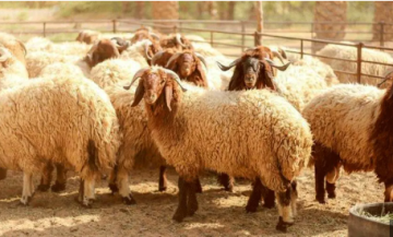 وزارة الصناعة: انخفاض أسعار اللحوم البلدية والمستوردة بين 3 و7 