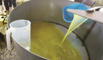 تدني موسم الزيتون .. هل يفتح باب الاستيراد؟