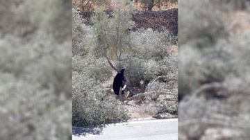 مستوطنون يقطعون 80 شجرة زيتون في شمال شرق الخليل مستوطنون يقطعون 80 شجرة زيتون في شمال شرق الخليل