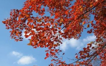 أجواء خريفية معتدلة مع فرص محدودة للأمطار