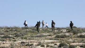 مستوطنون يقتلعون 60 شجرة زيتون بمسافر يطا مستوطنون يقتلعون 60 شجرة زيتون بمسافر يطا