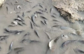 البيئة: لا مؤشرات على تلوث في سد الموجب بعد ظهور حالات نفوق محدودة للأسماك البيئة: لا مؤشرات على تلوث في سد الموجب بعد ظهور حالات نفوق محدودة للأسماك