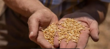 الزراعة تبدأ ببيع بذار القمح والشعير للمزارعين للموسم 2025 2024