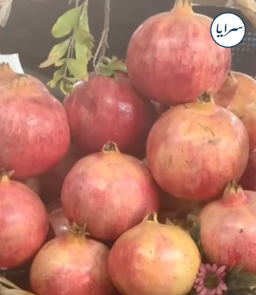 افتتاح مهرجان الرمان والمنتجات الريفية في مدينة إربد بمشاركة واسعة من المزارعين - فيديو افتتاح مهرجان الرمان والمنتجات الريفية في مدينة إربد بمشاركة واسعة من المزارعين - فيديو