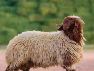 وزير الزراعة يكشف سبب استقرار أسعار اللحوم بالاردن