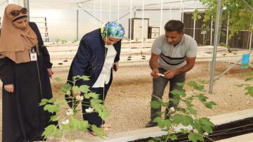 نجاح تجربة بحثية لزراعة القطن في جرش