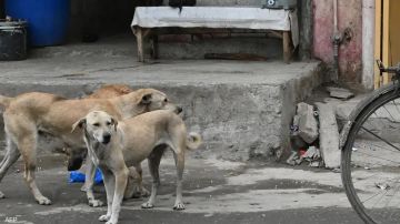 معضلة الكلاب الضالة في الأردن.. هل ضللنا طريق الحل أم أن الكلب ابن الكلب يتمتع بالحصانة؟ عاجل معضلة الكلاب الضالة في الأردن.. هل ضللنا طريق الحل أم أن الكلب ابن الكلب يتمتع بالحصانة؟ عاجل