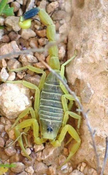 لدغة عقرب الورس الخطير تدخل طفلة في حالة حرجة بمحافظة الطفيلة