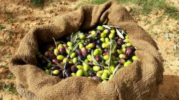 مزارعو عجلون يواجهون الموسم الأضعف : الزيتون عطشان مزارعو عجلون يواجهون الموسم الأضعف : الزيتون عطشان