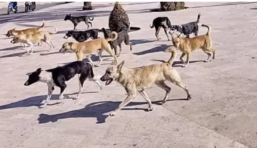 المركز الوطني لحقوق الإنسان الأردني : يجب الحد من تكاثر الكلاب