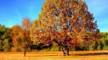 الخميس .. اعتدال خريفي ودرجات الحرارة حول معدلاتها